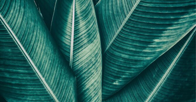 Understanding the Endocannabinoid System